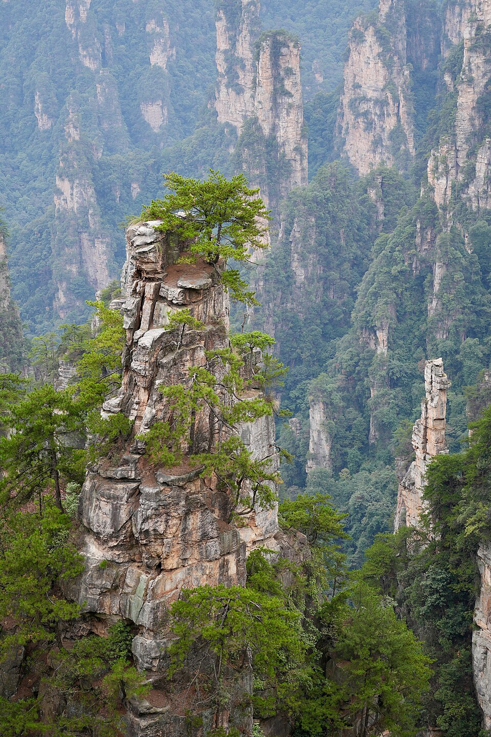 Zhangjiajie forest
