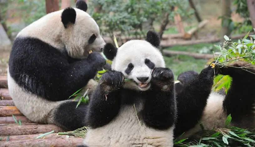 Pandas, Jinli Street & Sichuan Opera