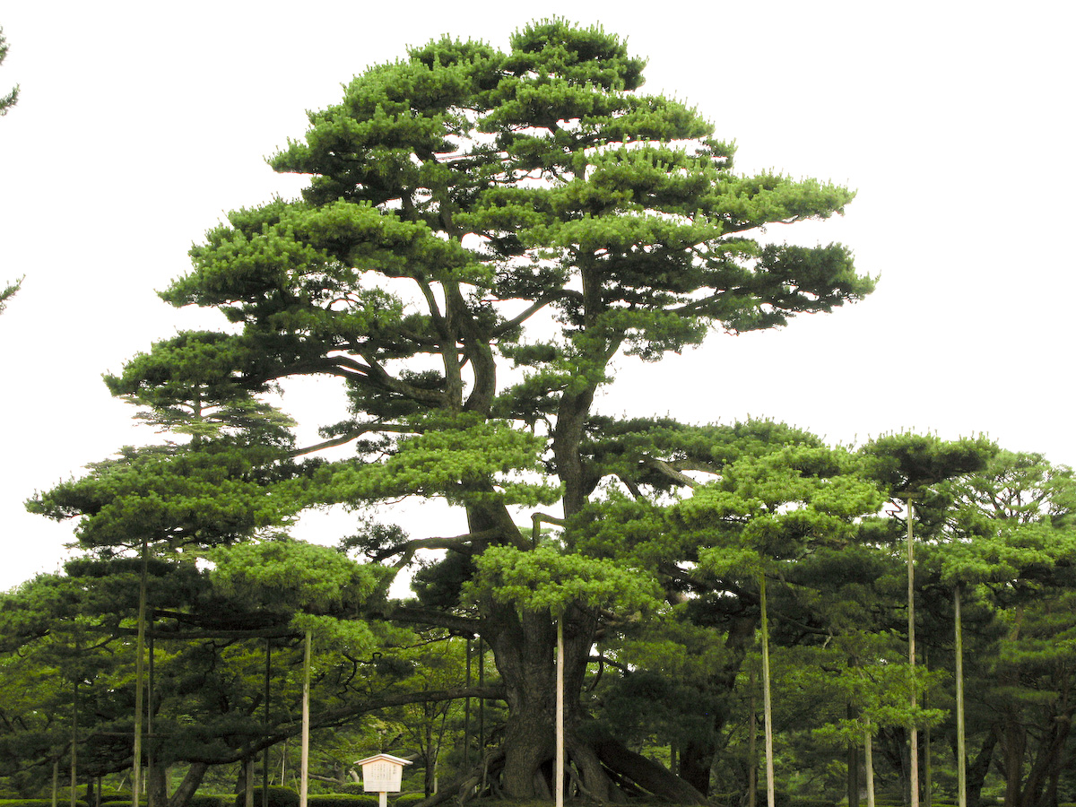 Kenroku-en Kanazawa